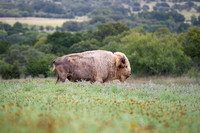 White_Buffalo