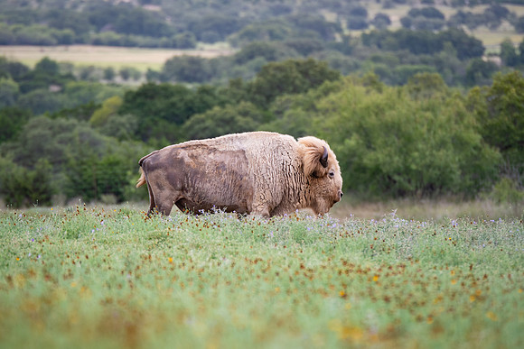 White_Buffalo